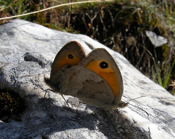 farfalle in accoppiamento